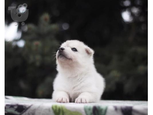 PoulaTo: Γλυκά κουτάβια Husky Σιβηρίας