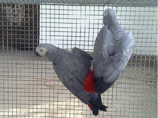 Ζεύγος των αφρικανικών γκρι παπαγάλοι για πώληση