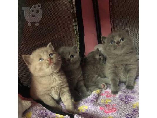 PoulaTo: brittish shorthair kittens for adoption