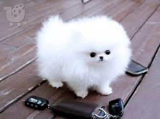 PoulaTo: Pomeranian Boo
