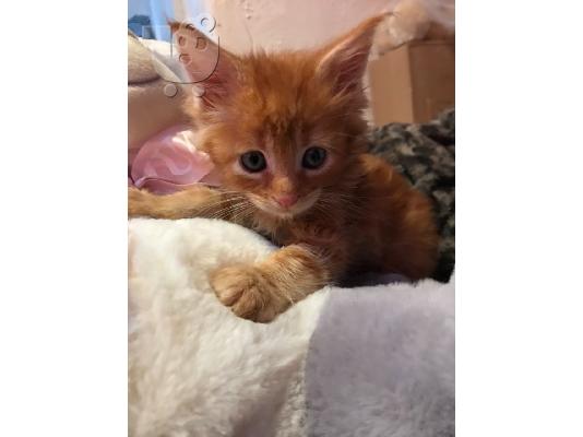 PoulaTo: Πώληση Maine Coon Kittens
