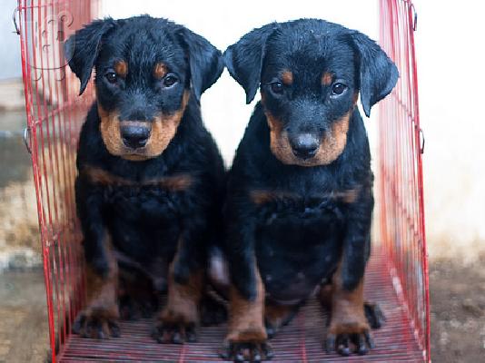 PoulaTo: κτηνιατρική εγγεγραμμένο αρσενικό και θηλυκό κουτάβια Rottweiler