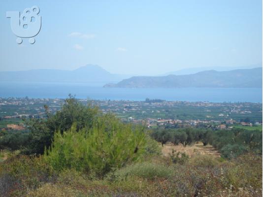 ΒΕΛΟ ΚΟΡΙΝΘΙΑΣ ΠΩΛΕΙΤΑΙ ΕΛΑΙΩΝΑΣ