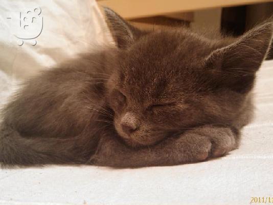 PoulaTo: Χαρίζεται θηλυκό γατάκι Θεσσαλονικη