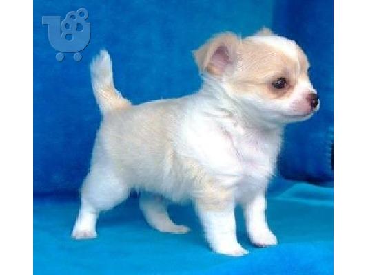 Χαριτωμένα κουτάβια Chihuahua