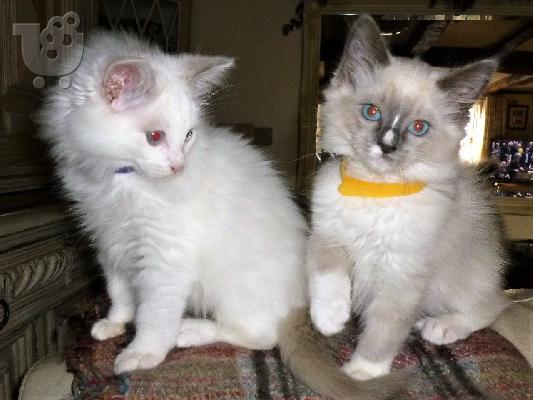 PoulaTo: Εγχώρια Αυξημένα γατάκια