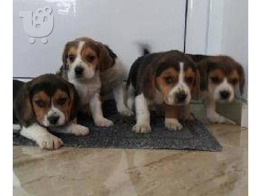 PoulaTo: Beagle - Μπιγκλ καθαροαιμα και υιγιεστατα κουταβια στις καλυτερες τιμες 6979314054