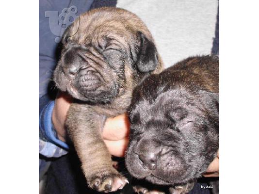 cane corso puppies for sale