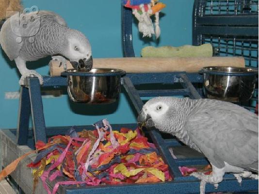 PoulaTo: African Grey Parrots for sale