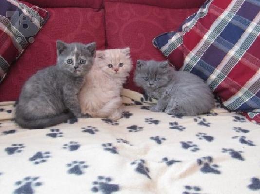 PoulaTo: Πλήρης γατάκια Γενεαλογικό British Shorthair Μπλε