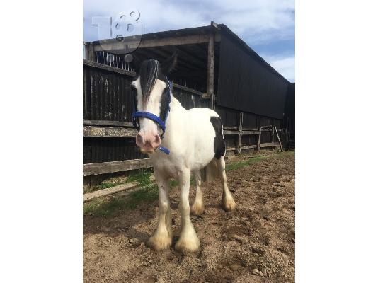 PoulaTo: For Sale Welsh Section A Pony