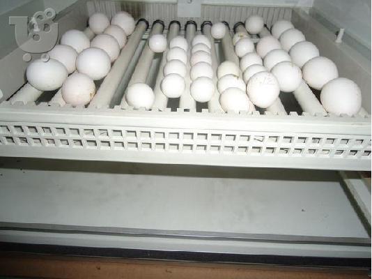 PoulaTo: Υγιεινά και γόνιμα αυγά παπαγάλος προς πώληση. | € 3,00