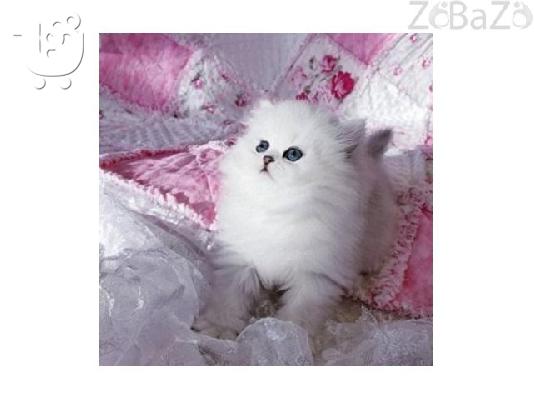 PoulaTo: Περσικά γατάκια προς πώληση, Περσικά γατάκια προς πώληση