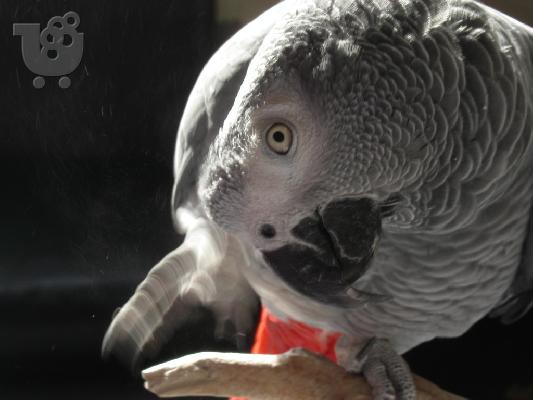 PoulaTo: Χέρι Tamed αφρικανικός γκρίζος παπαγάλος με κλουβί