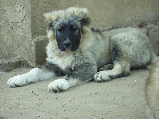younger sister of world champion-caucasian dog 10 minwn