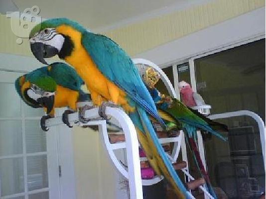 PoulaTo: Μπλε και χρυσό Macaws χρυσόψαρα