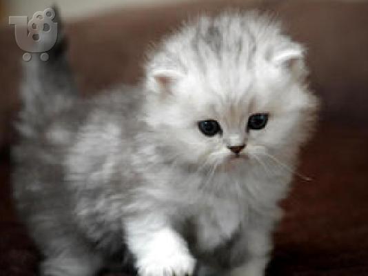 PoulaTo: Εξαιρετικά στοργικά περσικά γατάκια τσιντσιλά.