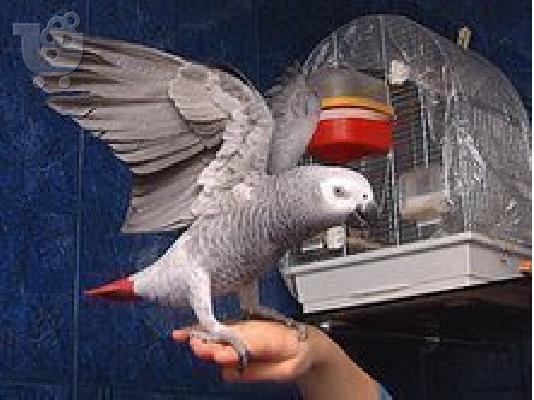 PoulaTo: γκρίζο παπαγάλο από το Αφγανιστάν για 150 €