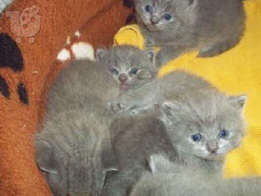 PoulaTo: Pedigree British shorthair kittens