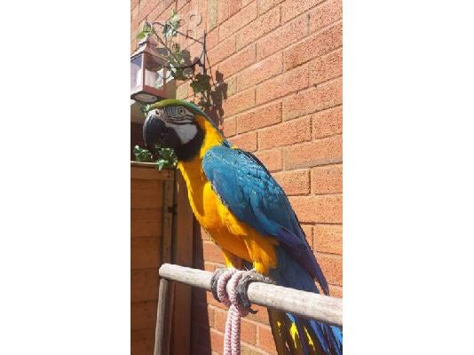 Πουλάμε το μπλε & χρυσό macaw μας.