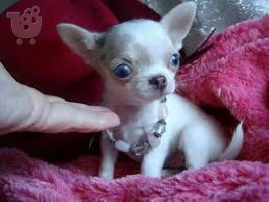 TEACUP AKC κουτάβια Chihuahua
