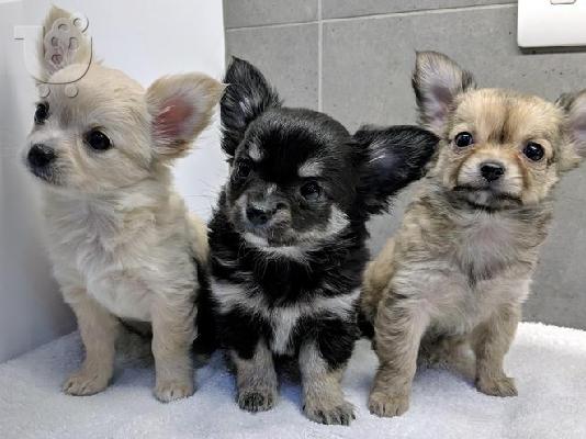 PoulaTo: Chihuahua σκυλιά και κουτάβια προς πώληση