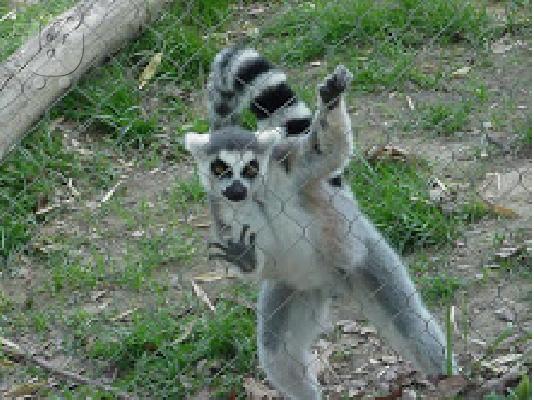 PoulaTo: Baby madagascar lemur για 300 €