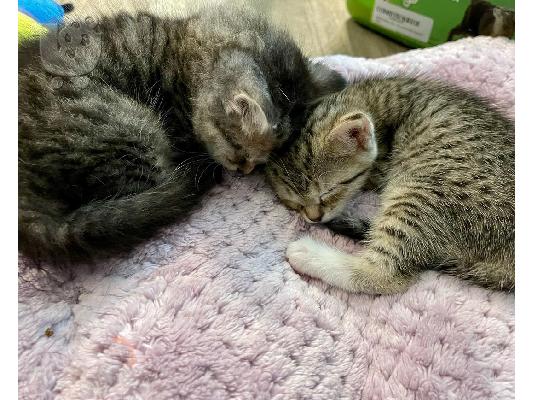 PoulaTo: Όμορφα σιαμέζα γατάκια για νέο σπίτι