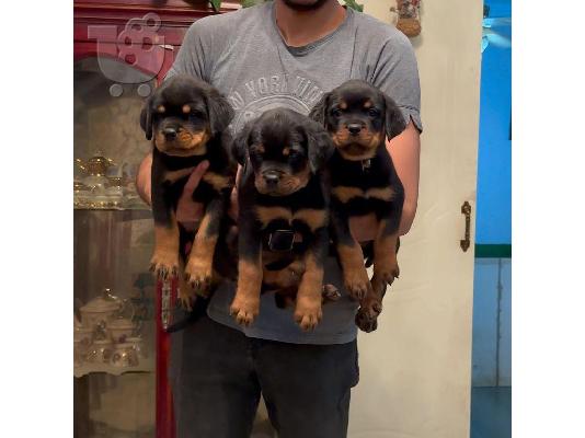 PoulaTo: Rottweiler puppies for sale