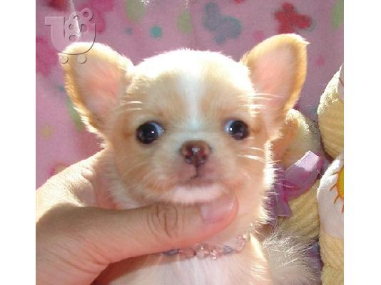 PoulaTo: Γλυκό κουτάβια Chihuahua
