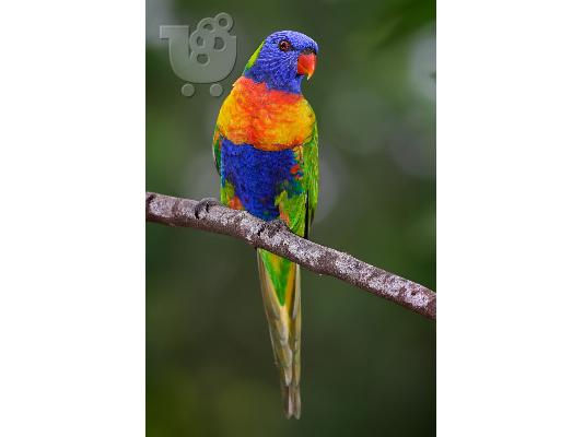 Παπαγαλος Rainbow Lorikeet