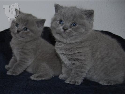 PoulaTo: Όμορφη Βρετανική γάτες shorthair μωρό σε μπλε ελαφάκι και λιλά χρώματα.