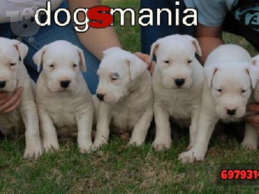 PoulaTo: Dogo Argentino καθαροαιμα κουταβια 6979314054 ΕΛΛΑΔΑ