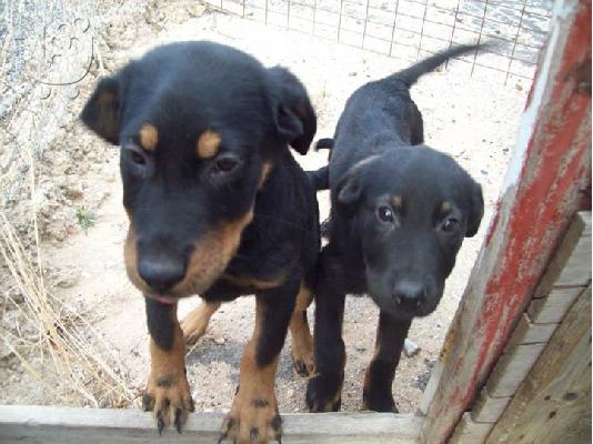 PoulaTo: Ημιαιμα Rottweiler 3 μηνων ψαχνουν οικογενεια