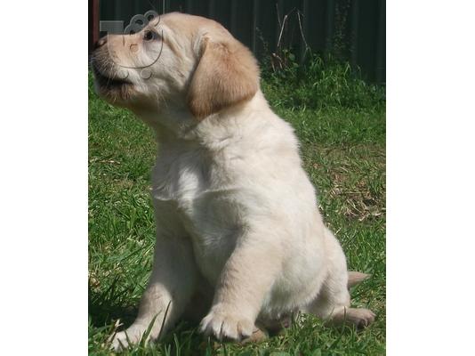 PoulaTo: καθαρόαιμο κουτάβι Labrador