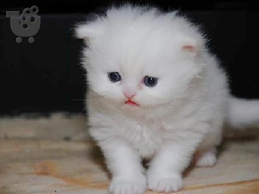 PoulaTo: περσικά γατάκια - persian kittens