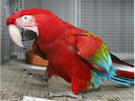 PoulaTo: χριστουγεννιάτικος κόκκινος παπαγάλος μακώ 199€