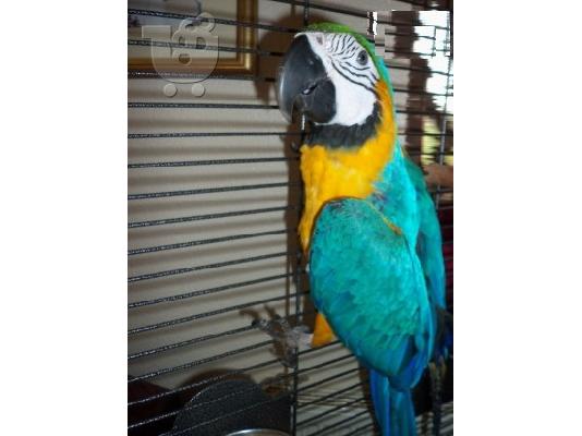 PoulaTo: Μπλε και χρυσό μακώ παπαγάλος