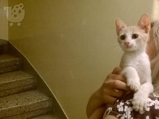 PoulaTo: Χαρίζονται μωρο γατάκια. Θεσσαλονίκη