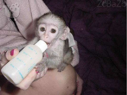 PoulaTo: Οι υγιείς πίθηκοι είναι διαθέσιμοι δωρεάν