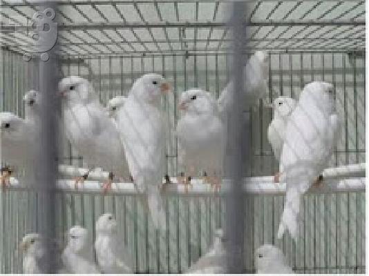 PoulaTo: Όμορφα πουλιά καναρίνια για 110 €