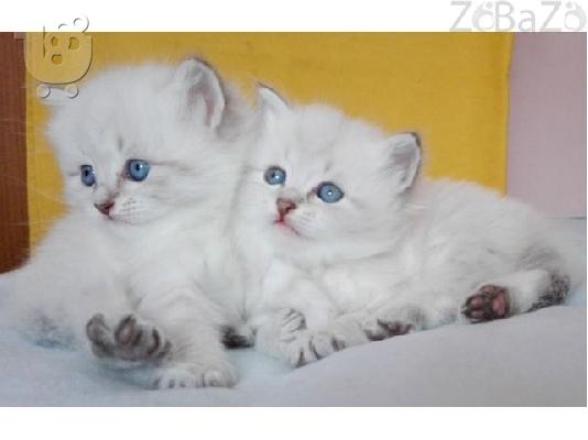 Περσικά γατάκια προς πώληση, Περσικά γατάκια προς πώληση...