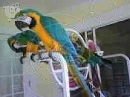 ΠΑΠΑΓΑΛΟΣ ελεύθερος Macaw-