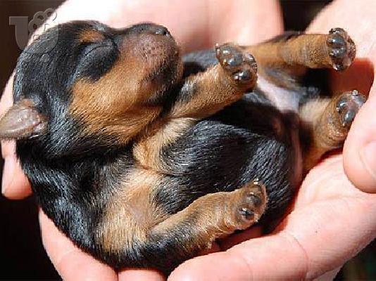 Πωλουνται 8 καθαροαιμα νεογεννητα rottweiler
