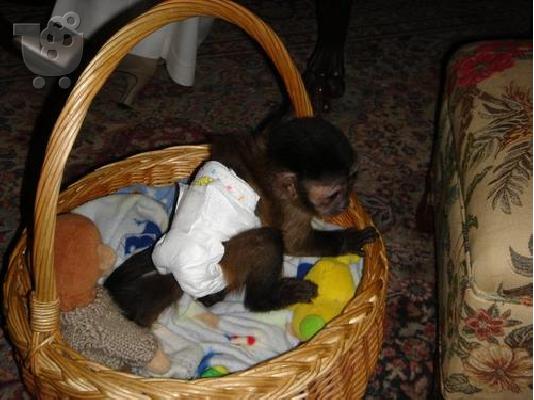 Μωρό χιμπατζή ΔΡΑΣΗ "