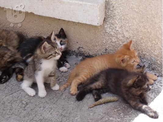 PoulaTo: Aegean Kittens για υιοθεσία.