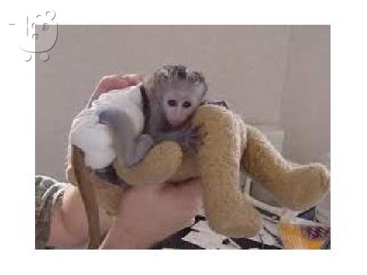 PoulaTo: Υπέροχο μωρό είδος πιθήκου πίθηκος