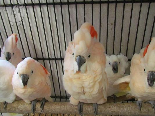 PoulaTo: υπέροχα μωρά maluccan cockatoo παπαγάλος για 199 €