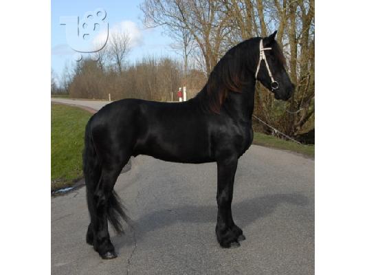 PoulaTo: Αναισθητοποίηση Friesian άλογο για την έκδοση δωρεάν!