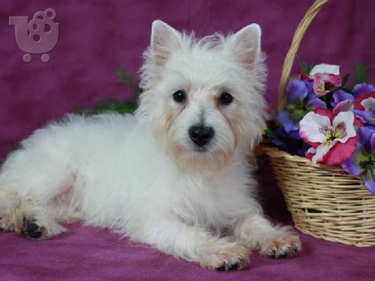 PoulaTo: West Highland Terrier Puppy προς πώληση